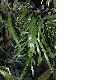 image of Homalocladium platycladum