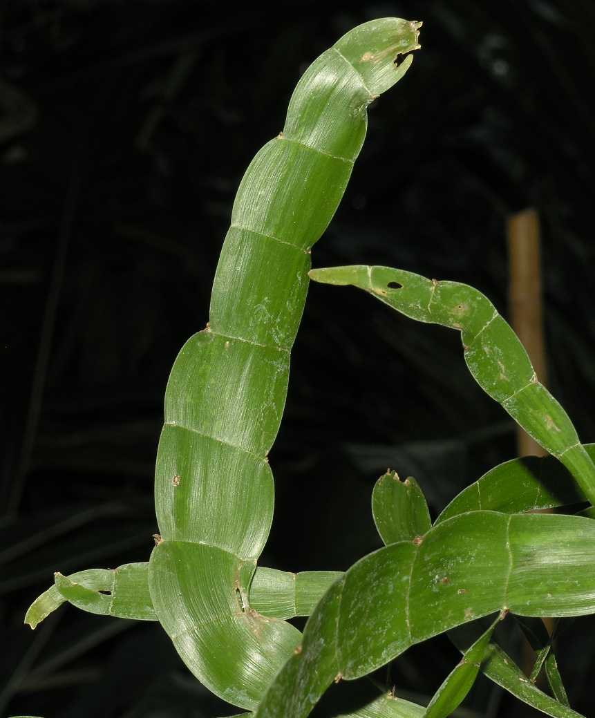 Polygonaceae Homalocladium platycladum