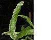 image of Homalocladium platycladum