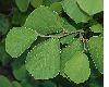 image of Hamamelis mollis