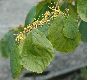 image of Hamamelis mollis