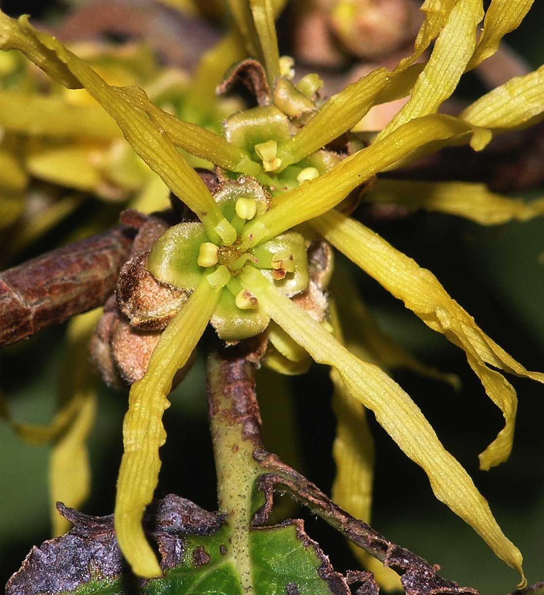 Hamamelidaceae Hamamelis mollis