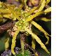 image of Hamamelis mollis