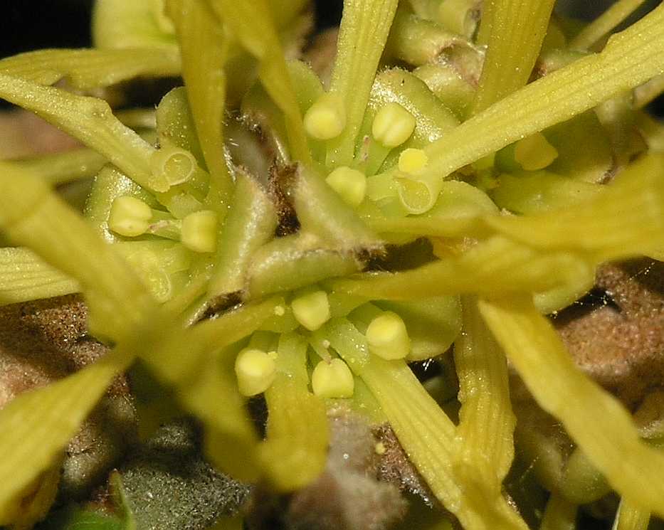 Hamamelidaceae Hamamelis mollis