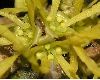 image of Hamamelis mollis