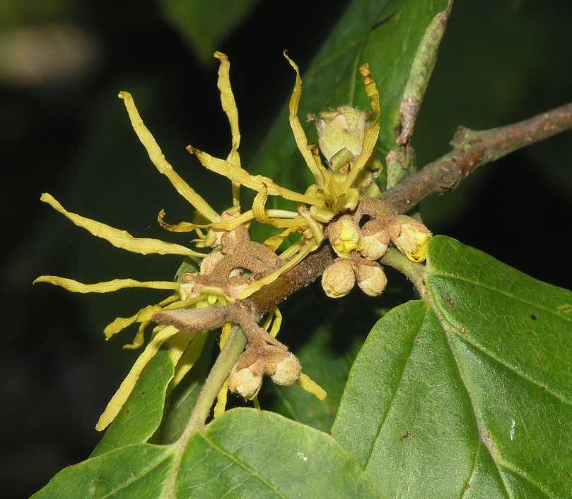 Hamamelidaceae Hamamelis mollis