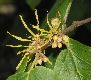 image of Hamamelis mollis