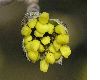 image of Cornus officinalis