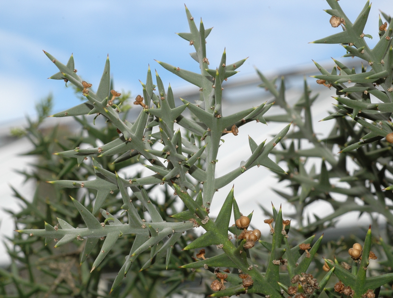 Rhamnaceae Colletia paradoxa