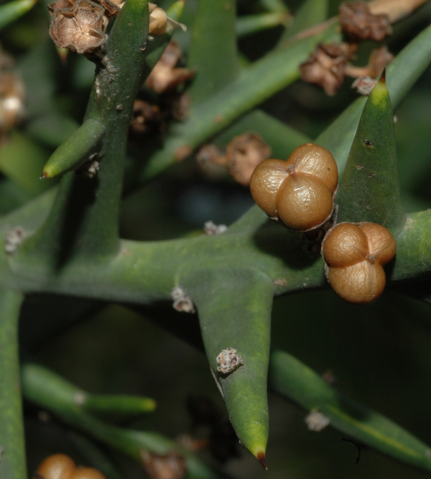 Rhamnaceae Colletia paradoxa
