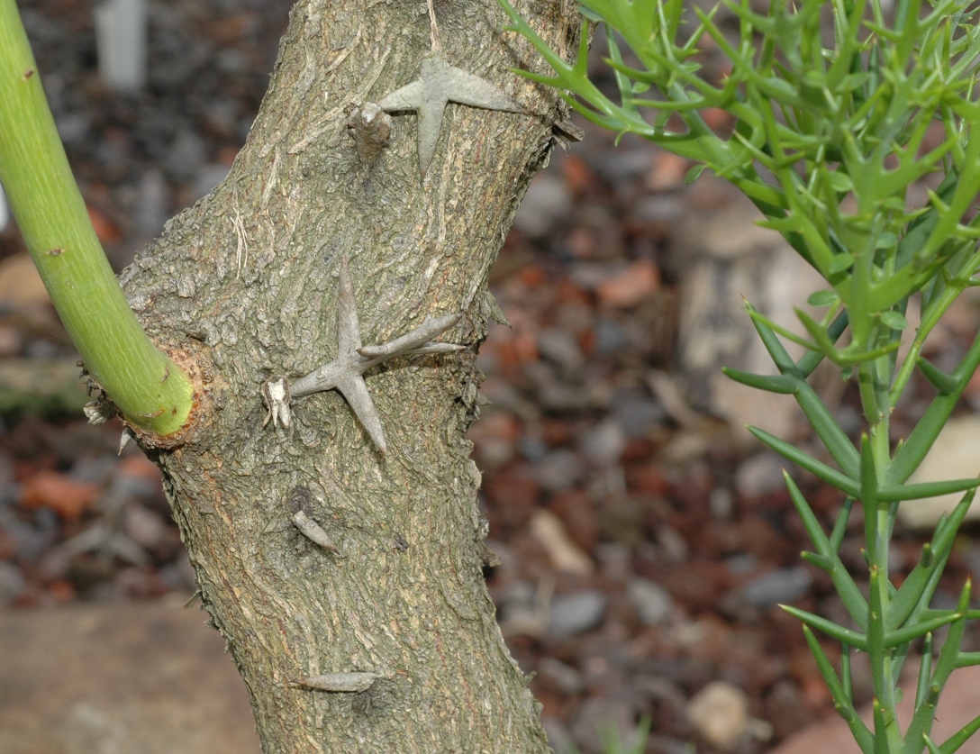 Rhamnaceae Colletia paradoxa