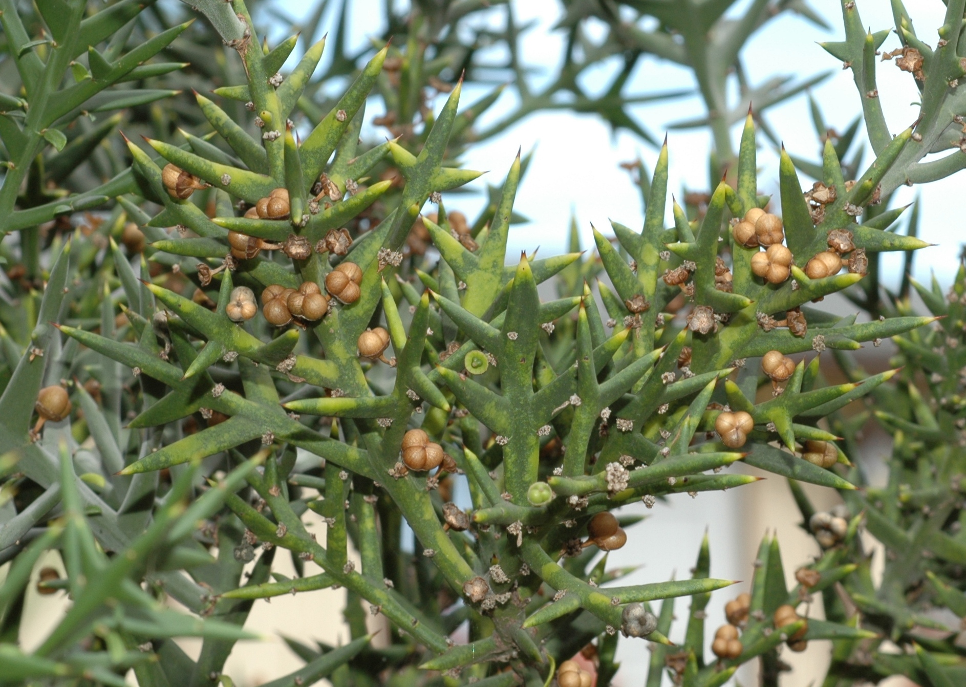 Rhamnaceae Colletia paradoxa