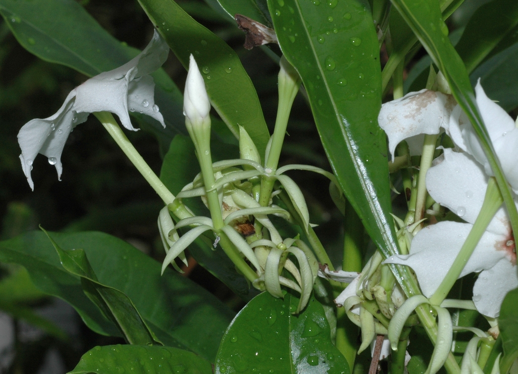 Apocynaceae Cerbera tanghin