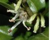 image of Sarcococca humilis
