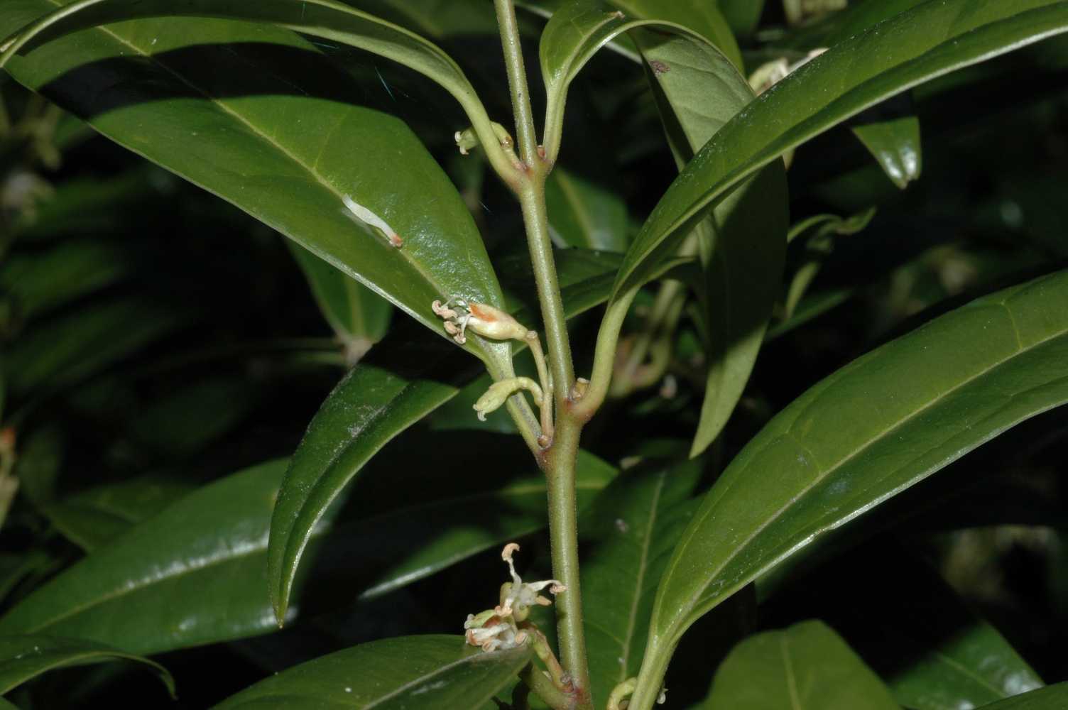 Buxaceae Sarcococca humilis