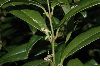 image of Sarcococca humilis