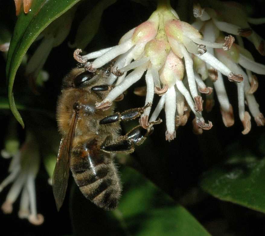 Apidae Apis 
