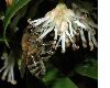 image of Apis 