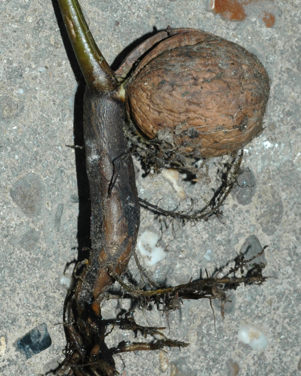 Juglandaceae Juglans regia