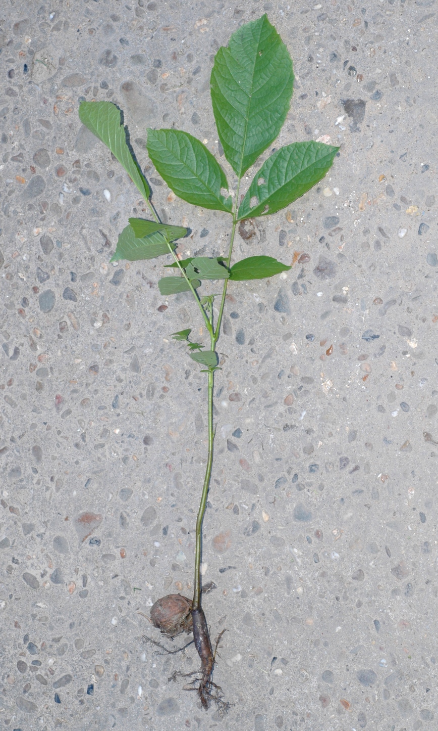 Juglandaceae Juglans regia