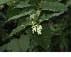 image of Fallopia sachalinensis