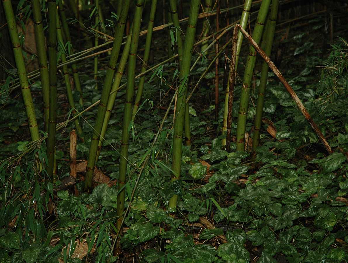 Polygonaceae Fallopia sachalinensis