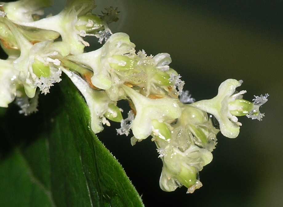 Polygonaceae Fallopia sachalinensis