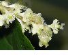 image of Fallopia sachalinensis