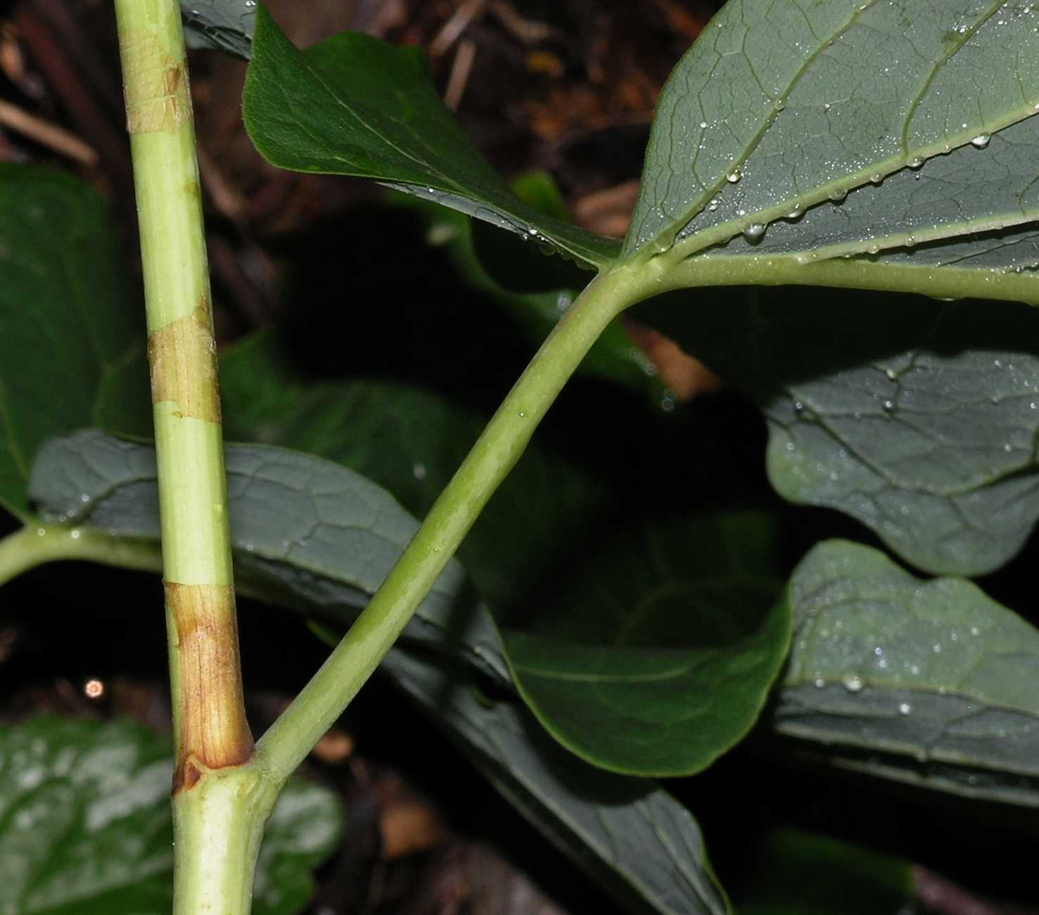 Polygonaceae Fallopia sachalinensis