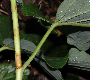 image of Fallopia sachalinensis