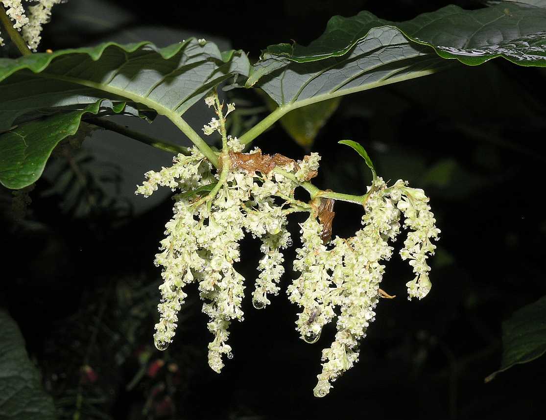 Polygonaceae Fallopia sachalinensis