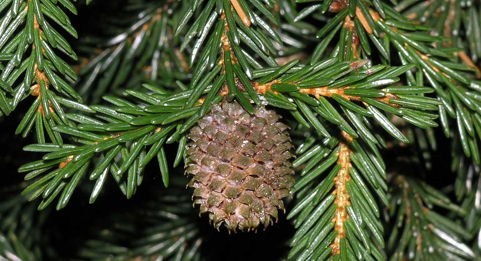 Pinaceae Picea orientalis