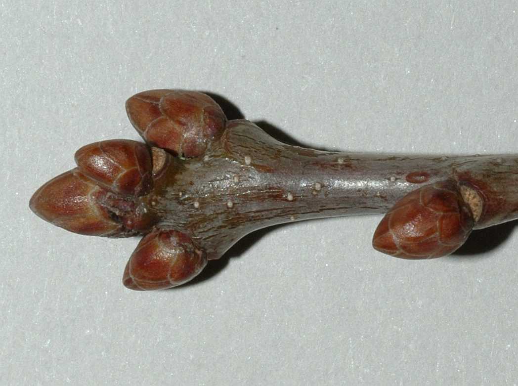 Fagaceae Quercus robur