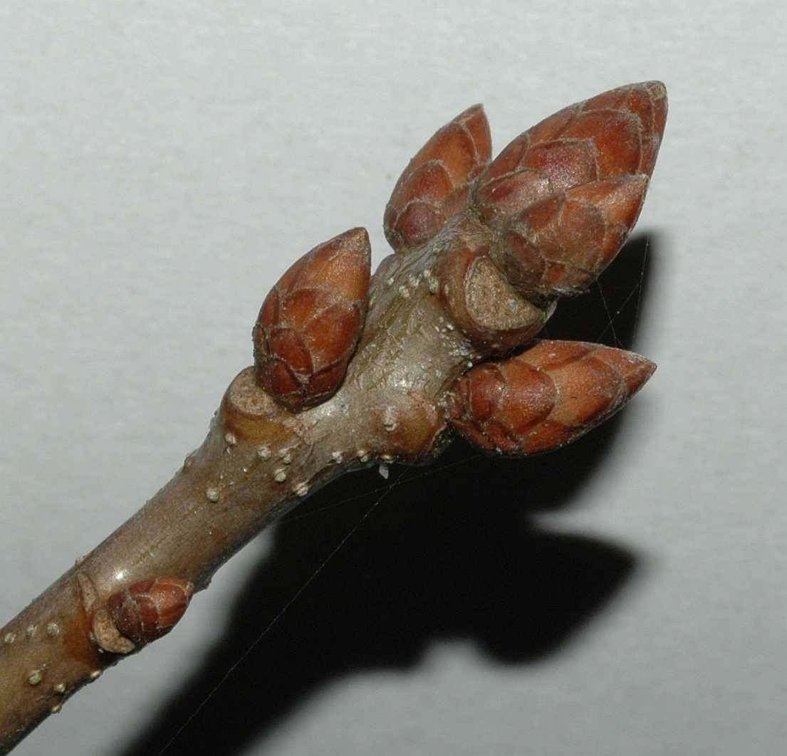 Fagaceae Quercus robur