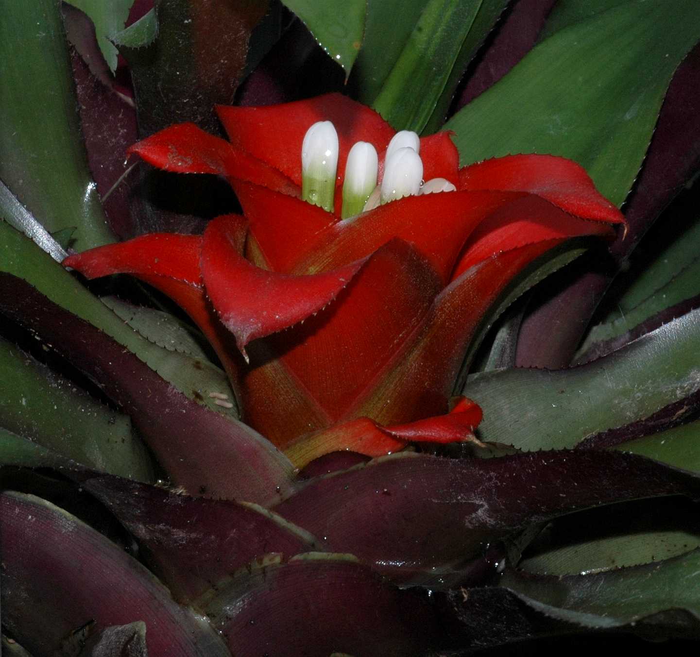 Bromeliaceae Guzmania angustifolia