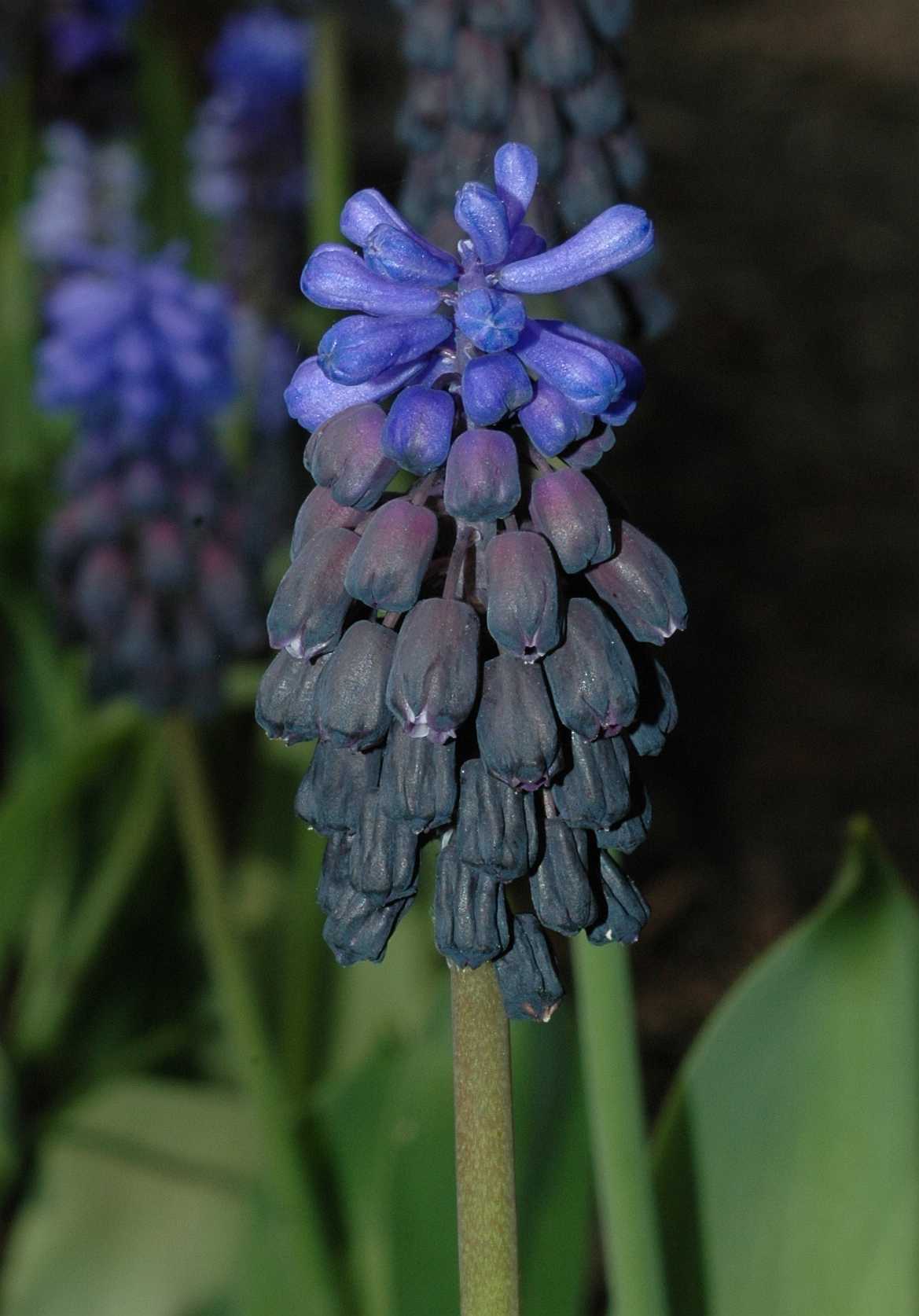 Hyacinthaceae Muscari latifolium