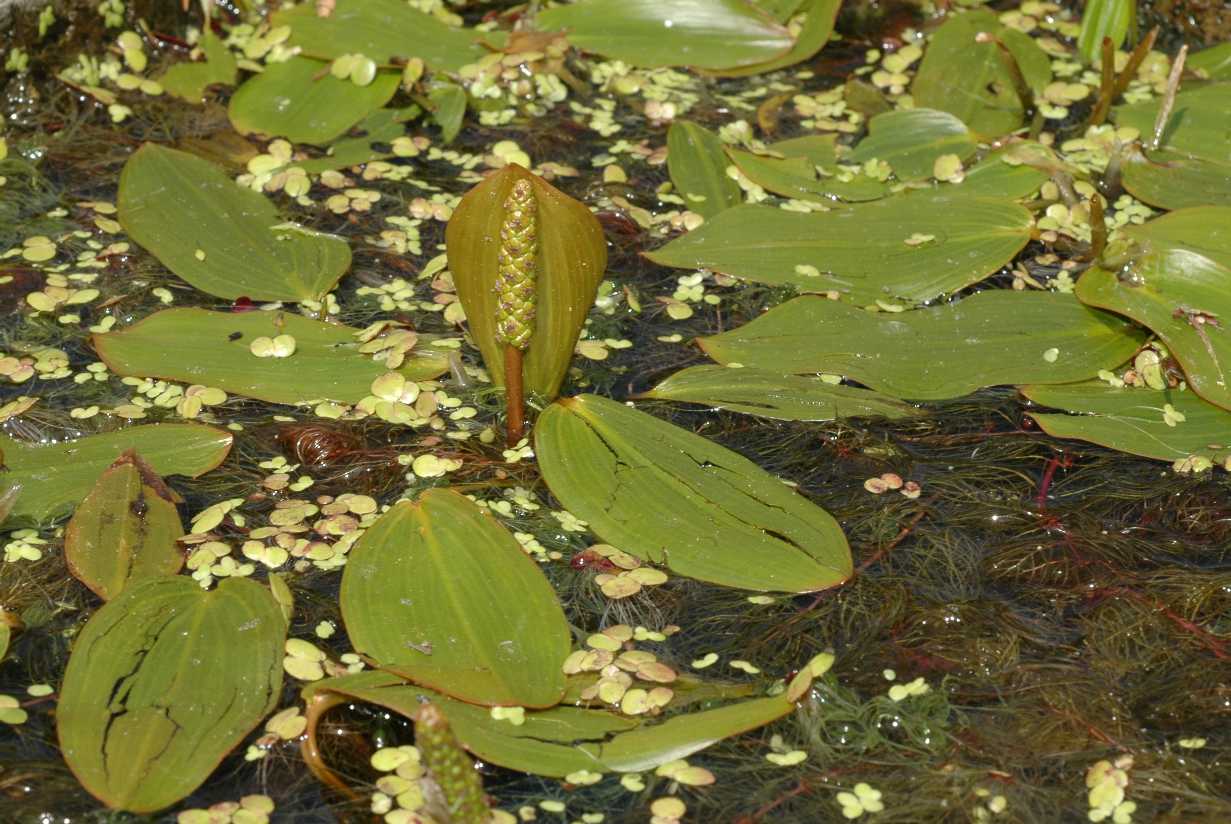 Potamogetonaceae Potamogeton compressus