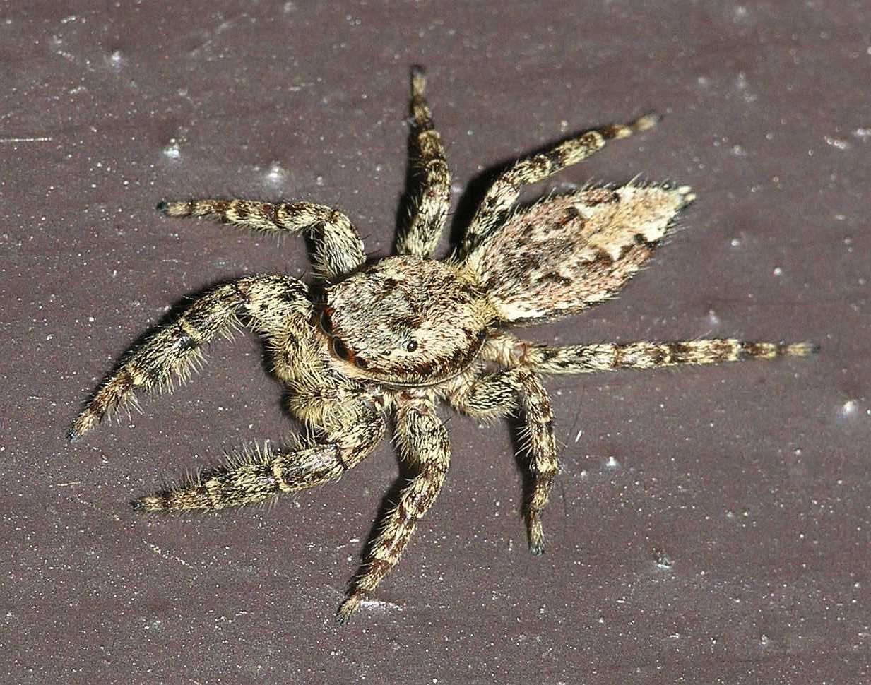 Salticidae  