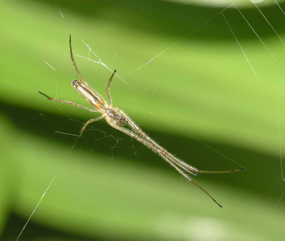 Tetragnathidae Tetragnatha 