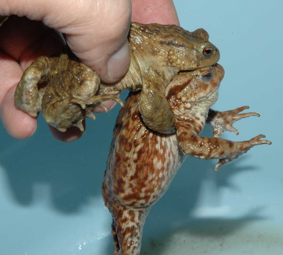 Bufonidae Bufo Bufo