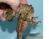 image of Bufo Bufo