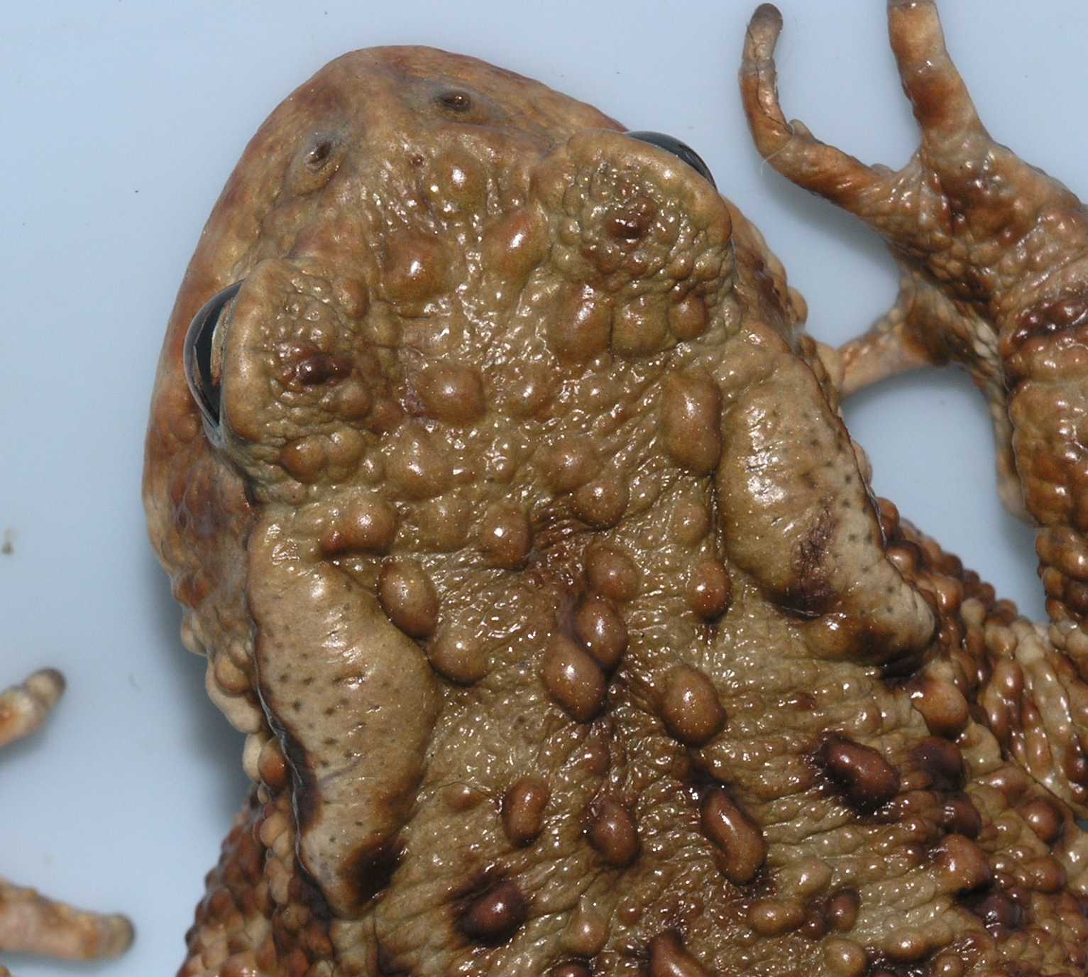 Bufonidae Bufo Bufo
