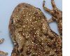 image of Bufo Bufo
