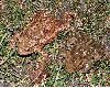 image of Bufo Bufo