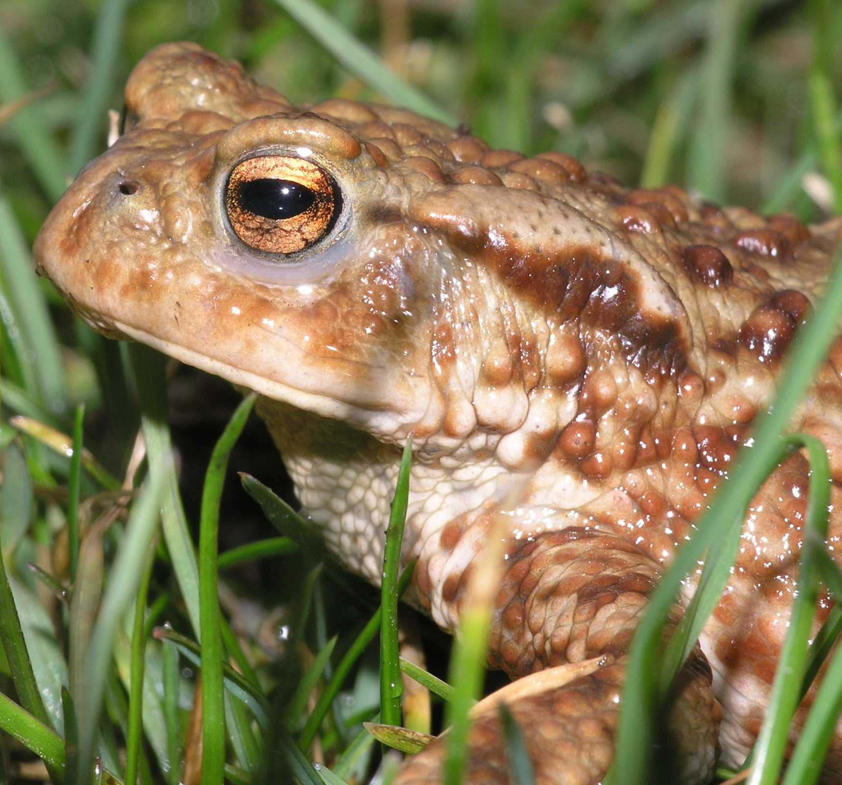 Bufonidae Bufo Bufo