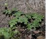 image of Adoxa moschatellina