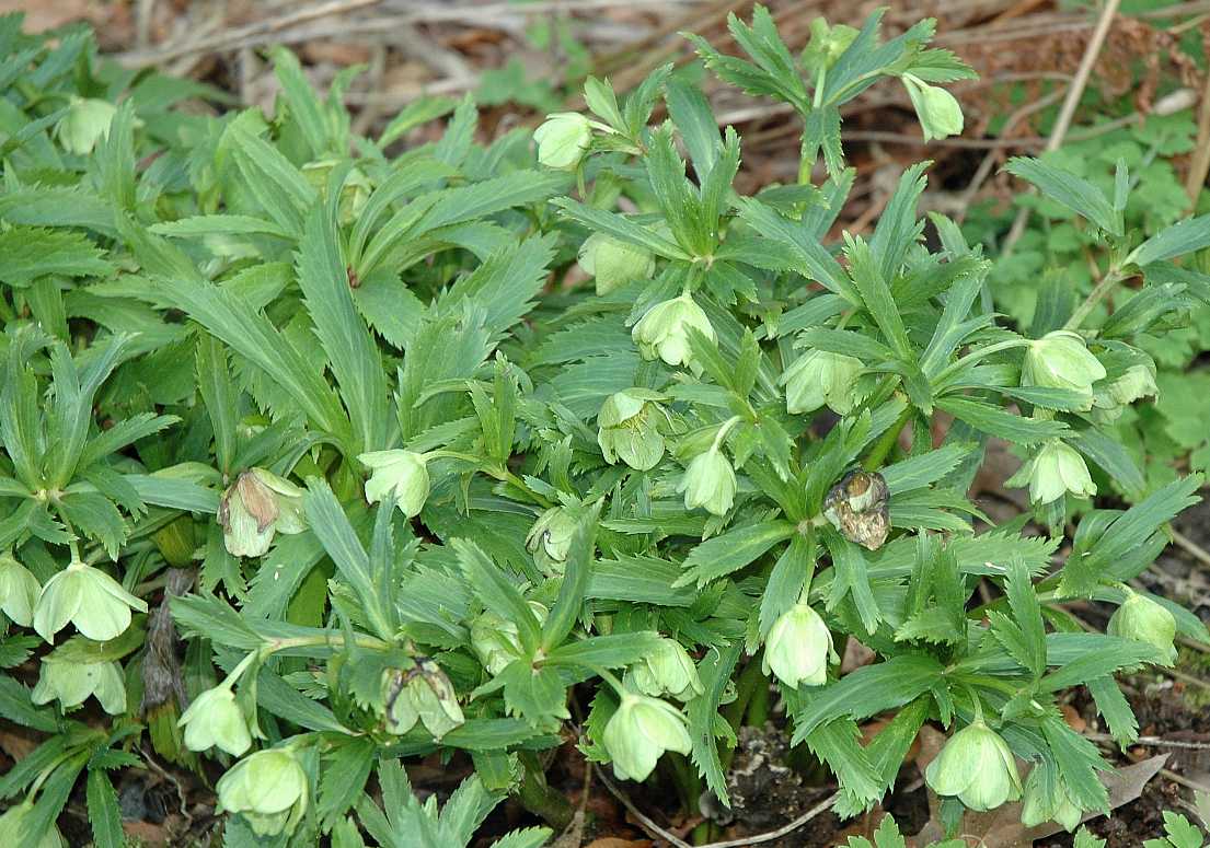 Ranunculaceae Helleborus viridis