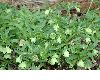 image of Helleborus viridis