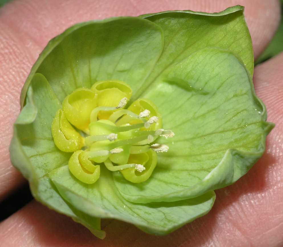 Ranunculaceae Helleborus viridis
