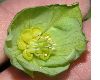 image of Helleborus viridis